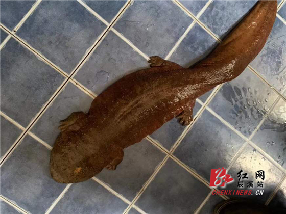 保护生态森林公安在行动 野生娃娃鱼放归自然